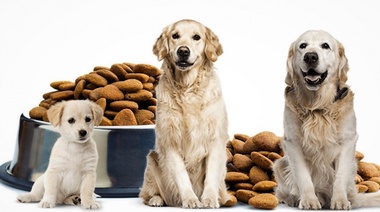 Cambios en la dieta de los perros y gatos según la edad