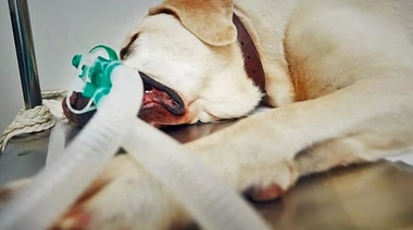La mortalidad anestésica en perros y gatos en Argentina ha disminuido en relación al año pasado