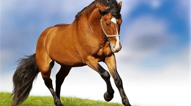 Día Nacional del Caballo