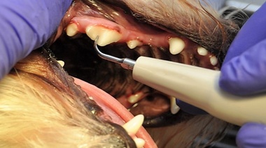 Nuevas Pautas Globales Dentales para pequeñas especies