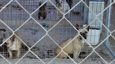 Carta del CMVSF2 a la HCM de Rosario