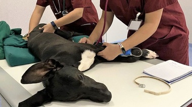 Nueva escala para evaluar la sedación en perros