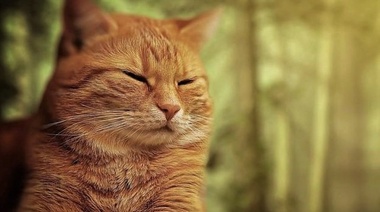 Estudian el papel del movimiento de los ojos en la comunicación entre gatos y humanos