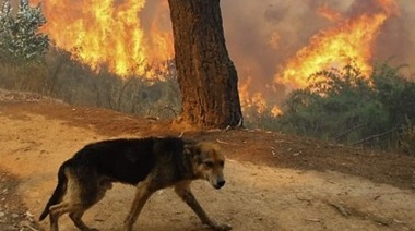 I Encuentro Nacional de Veterinarios en Catástrofes