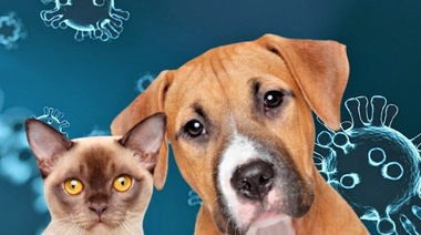 Buscan la presencia del SARS-CoV-2 en perros y gatos