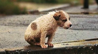 Un proyecto de ley busca reducir la cantidad de perros y gatos abandonados en las calles