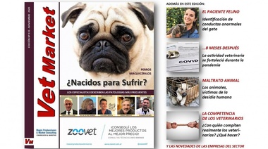 Perros braquicéfalos: ¿Nacidos para sufrir?