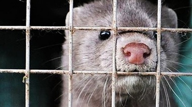 Sacrificarán 15 millones de visones en Dinamarca