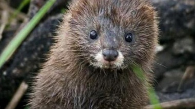 Declaración de la OIE sobre la COVID-19 y los visones