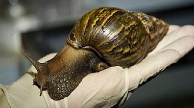 Declaran al caracol gigante africano como dañino y perjudicial para la biodiversidad