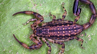 El veneno de alacrán rojo inhibe la migración de células cancerígenas