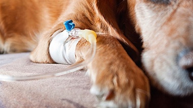 WSAVA crea el Grupo de Trabajo en Oncología