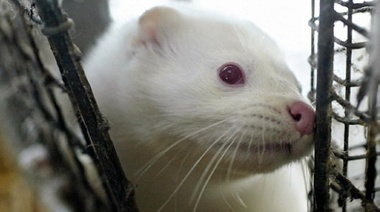 Algunos de los visones podrían haber escapado de las granjas y esparcido la enfermedad