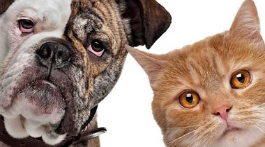 El colesterol bajo está asociado con la prevalencia y mortalidad