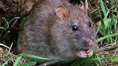 Las ratas ayudan a otras cuando huelen voluntad cooperativa