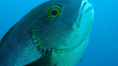 Hallan un pez tropical de 81 años