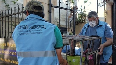 Rescataron y trasladaron a un mono tití a un santuario natural