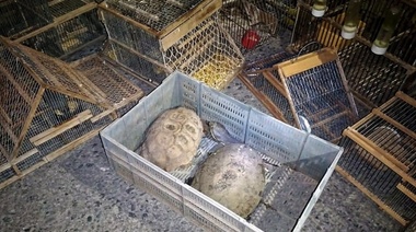 Gendarmería impidió la vulneración de la ley de conservación de fauna