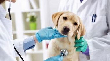 Los productos PER-ROS SALUD infaltables en consultorio