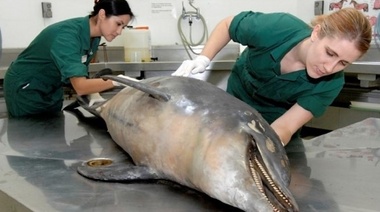 Una enfermedad relacionada con el cambio climático está matando a los delfines