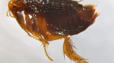 Los riesgos subestimados de la picadura de la pulga