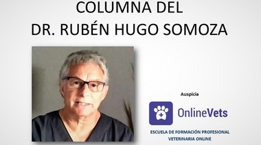 Síndrome del braquicefálico