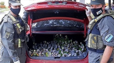 Más de 200 loros habladores fueron secuestrados del baúl de un auto