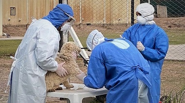 Investigadores argentinos detectan SARS-CoV-2 en animales