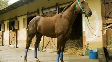 Caso positivo de anemia infecciosa equina en el hipódromo de Palermo