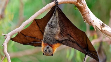 Un virus denominado Nipah genera alarma en la comunidad científica