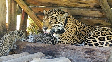 Nacieron dos nuevos cachorros de yaguareté en el Iberá
