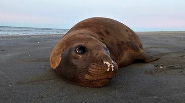 La falta de alimento fue la principal amenaza para la fauna marina