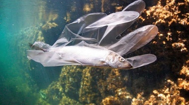Los desechos plásticos ponen en peligro a la fauna marina