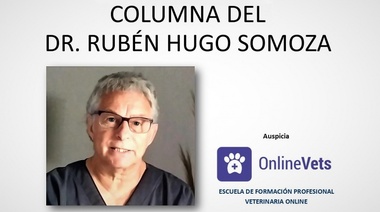 El rol del médico veterinario con respecto a las razas Braquicefálicas