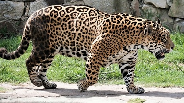 Inspeccionan el zoológico de Batán en busca de fauna ilegal