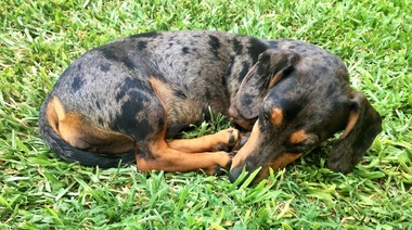 Uno de cada cinco Dachshund sufre hernia de disco