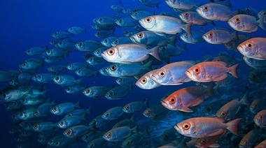 Pesca y acuicultura: industrias con enorme potencial