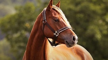 Condiciones sanitarias que se deben cumplir para el movimiento de équidos