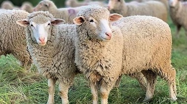 Recomendaciones en el uso de productos veterinarios para ectoparásitos en ovinos