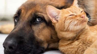 Nuevas pautas para evaluar la eficacia de los parasiticidas en perros y gatos