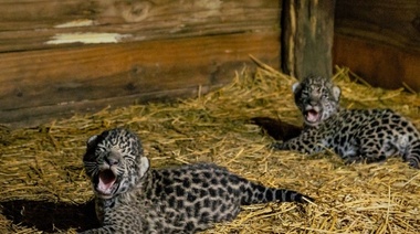 Nacieron dos nuevos cachorros de yaguareté en el Parque Nacional El Impenetrable