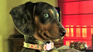 La importancia del vínculo humano-animal durante la pandemia