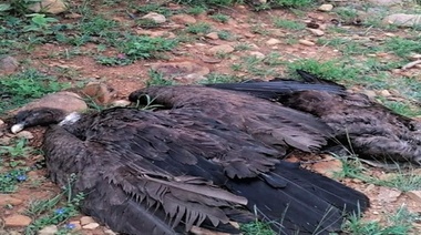 Investigarán en Bolivia el presunto envenenamiento de 35 cóndores