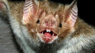 Actualización de contenidos para la prevención y control de la rabia paresiante