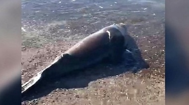 Indignante: un pescador mató a golpes a un lobo marino que había quedado atrapado en su red de pesca