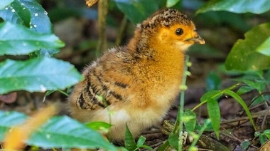 Nacieron los tres primeros pichones de muitú en el Parque Nacional Iberá