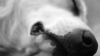 Primer caso de infección en perros domésticos por el virus de fiebre aftosa