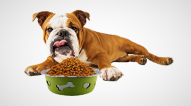 Per-Ros ofrece las mejores opciones en comederos y bebederos para mascotas