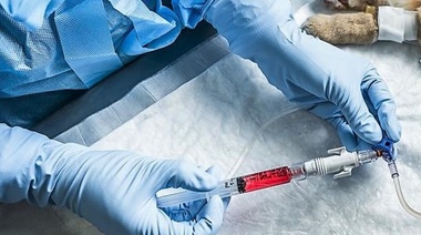 Cómo proceder cuando una derivación de oncología no es una opción para los propietarios