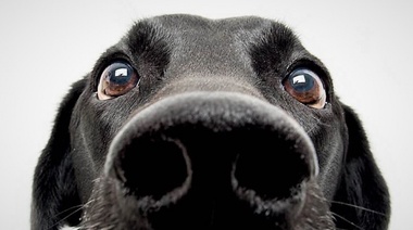 Demuestran que los perros pueden detectar los cánceres de próstata